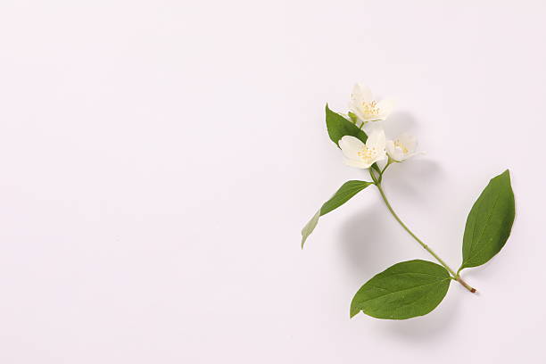istock Beautiful white jasmine flowers, closeup 2250809787