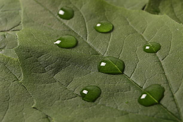 istock Green leaf with drops of water, close up view 2250810067