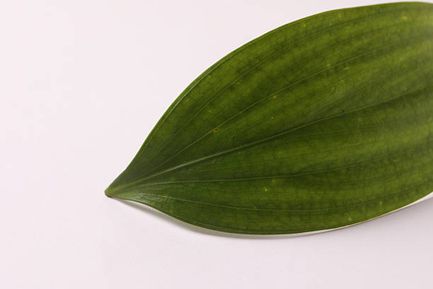 Green tropical leaf, close up view