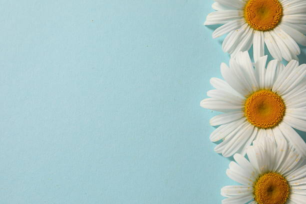 Beautiful chamomile flowers on color background