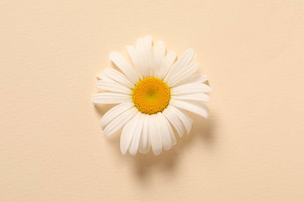 istock Beautiful chamomile flower on color background 2250812618