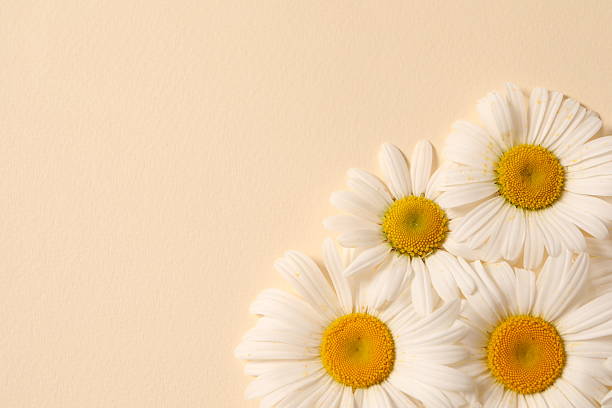 Beautiful chamomile flowers on color background