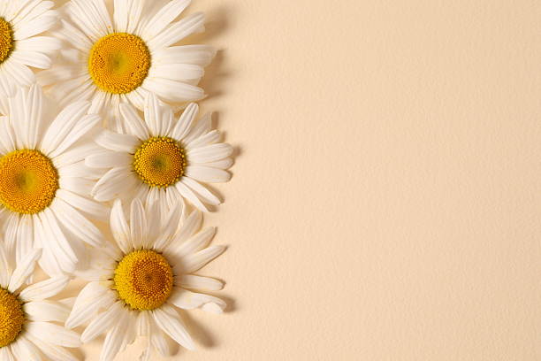 Beautiful chamomile flowers on color background