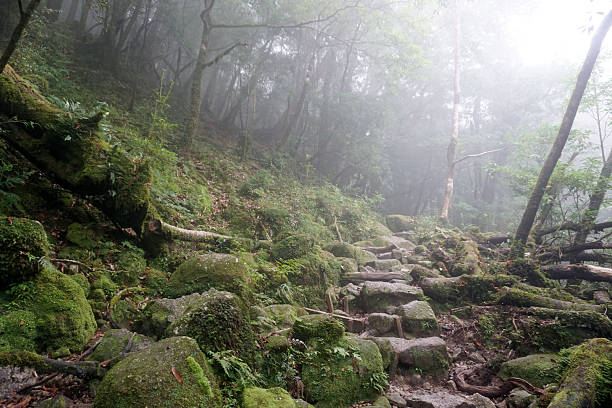 istock Shiratani Unsuikyo Gorge on Yakushima Island 2250812720