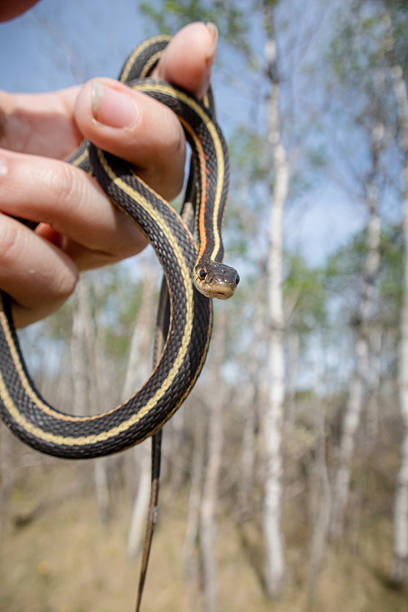 istock Close-Up of Garter Snake Held Outdoors in Early Spring 2250812722