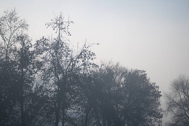 Silhouetted trees stand against a pale, mist-filled sky, their branches softened by the dense fog. The muted tones and diffused light create a calm, atmospheric scene. The overall mood is quiet, introspective, and serene.