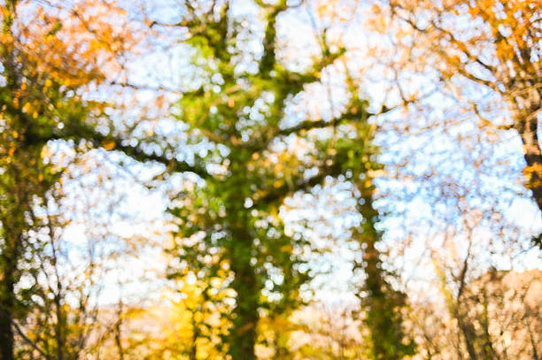 Abstract bokeh from diffuse autumn leaves and trees with a bright sky