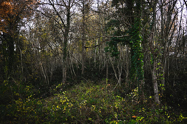 Densely packed trees and green ivy creating a wild forest landscape in autumn