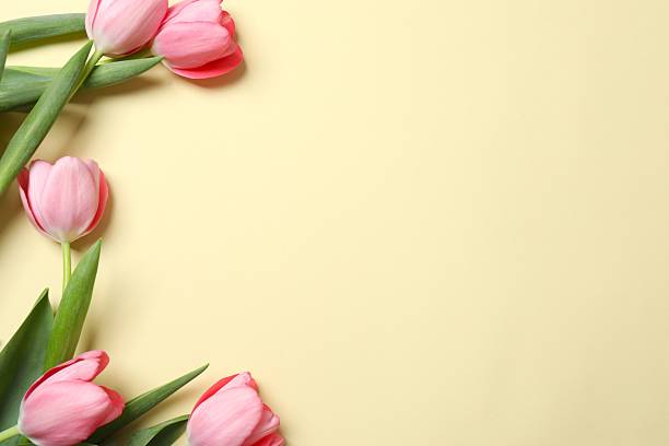 istock Beautiful fresh tulips on color background 2250815806