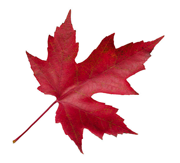 istock autumn red maple leaf isolated on white background, top view. Autumn season concept background for web banner template page design wallpaper 2250820366