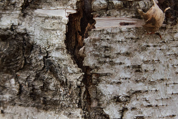 Close-up view of birch bark texture, revealing intricate patterns and natural details, emphasizing the beauty of organic materials in nature