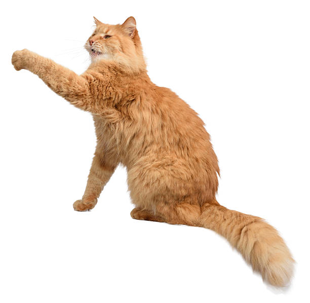 istock Fluffy red longhaired cat sitting in profile with front paw raised up in motion or play 2250829033