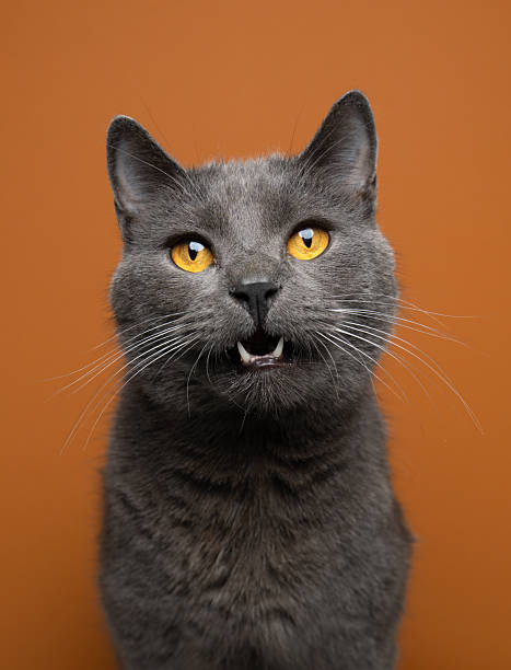 istock gray british shorthair cat on orange background 2250829616