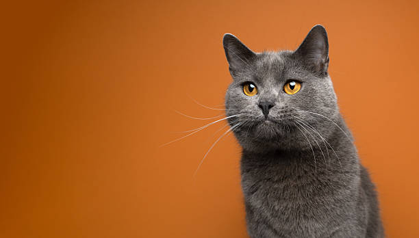 istock gray british shorthair cat on orange background 2250829642