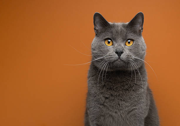 istock gray british shorthair cat on orange background 2250829689