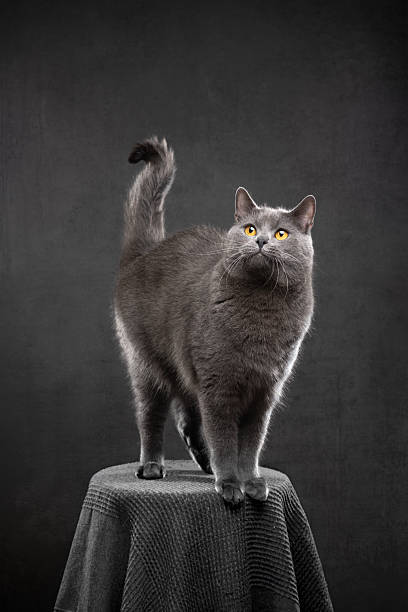 istock british shorthair cat on gray background 2250829733