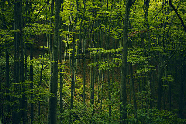 Beech forest with dense greenery & vibrant nature beauty in the rainy season. Environmental conservation and regeneration concept.
