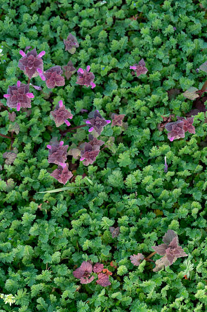 Top-down view of purple deadnettle plants emerging from dense green ground cover, with their textured leaves and small blossoms creating a striking contrast. Natural light highlights the varied tones and organic patterns of the foliage. The scene reflects the quiet beauty and richness of wild spring growth.