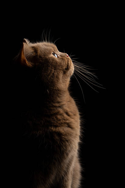 istock british shorthair cat side profile portrait 2250837228