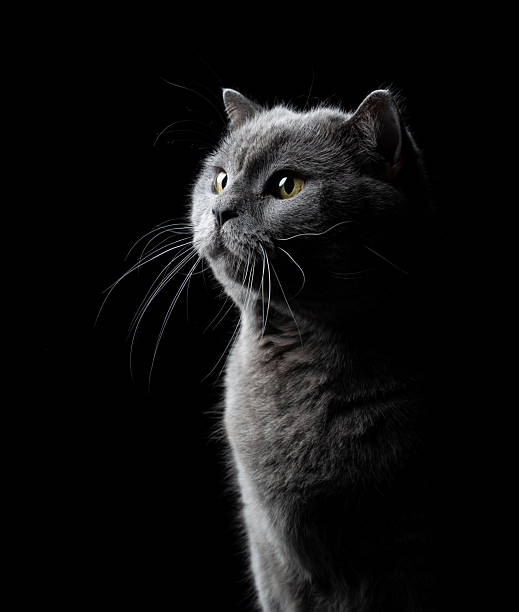 istock british shorthair cat side profile portrait 2250837235