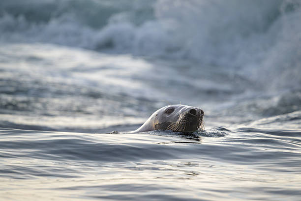 A Gray Seal is swimming in rough ocean water in the morning light