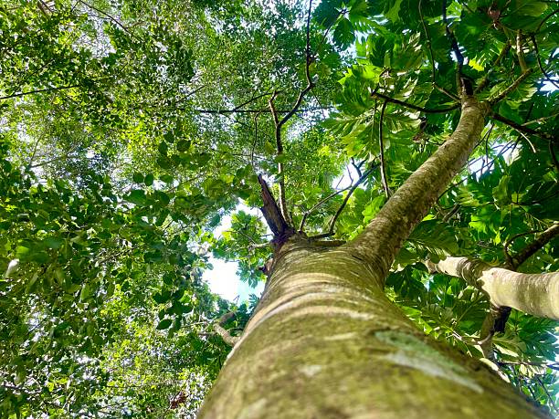 istock Tree from below brings coolness and shades 2250844115