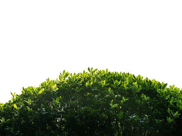 The green boxwood on a white background