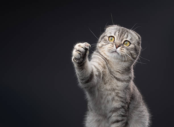 istock playful scottish fold cat lifting paw 2250852317