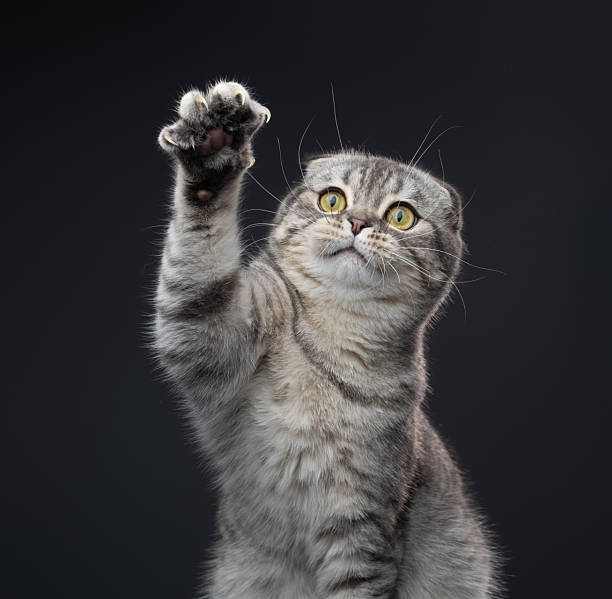 istock playful scottish fold cat lifting paw 2250852326