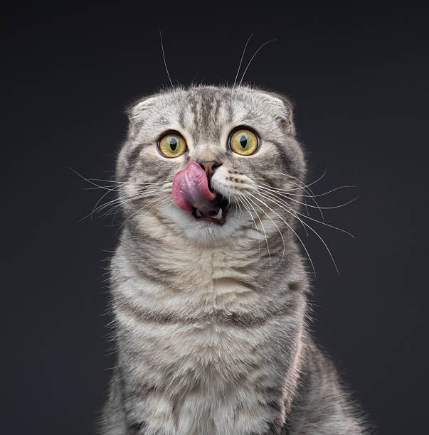 istock hungry scottish fold cat waiting for pet food 2250852335