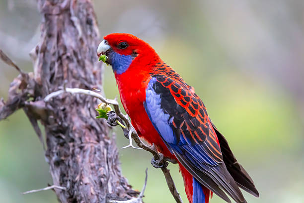 istock An Australian Crimson Rosella Parrot sitting in a tree on a sunny day 2250852974