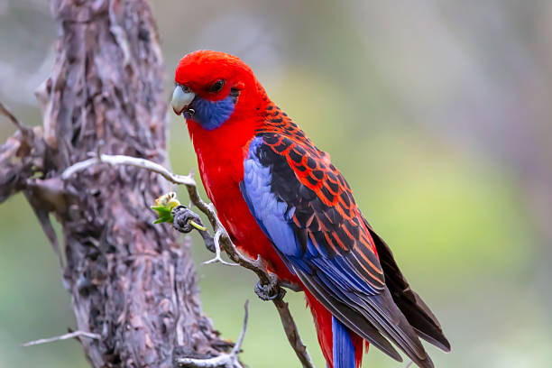istock An Australian Crimson Rosella Parrot sitting in a tree on a sunny day 2250853014