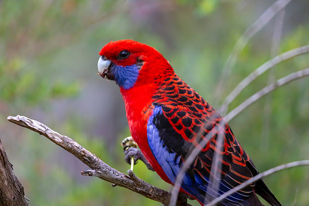 istock An Australian Crimson Rosella Parrot sitting in a tree on a sunny day 2250853022