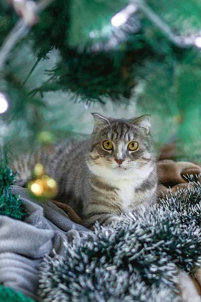istock Gray Tabby Cat Relaxing Under a Christmas Tree with Ornaments and Festive Decorations. 2250853626