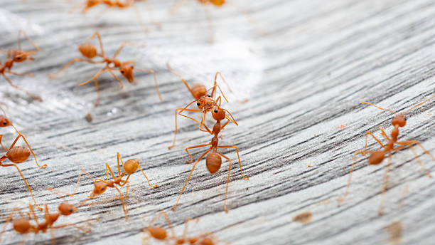 istock Small red ants closeup in macro nature wildlife 2250858520