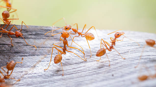 istock Small red ants closeup in macro nature wildlife 2250858533