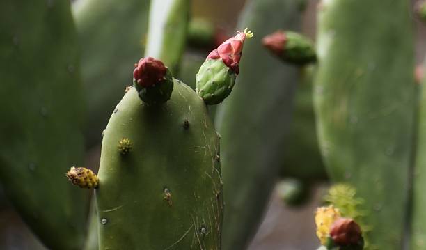 istock An Opuntia, commonly known as the prickly pear or nopal cactus. 2250858761