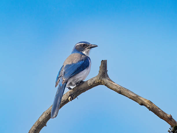 A California Scrub-Jay AKA Western Scrub-Jay. Perched on a branch In the Willamette Valley of Oregon. Blue sky background.