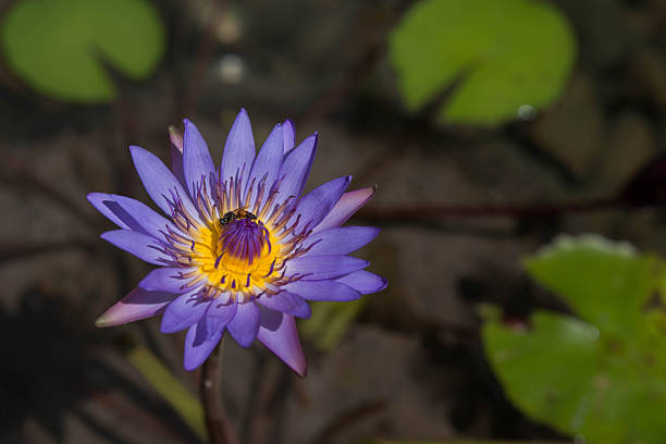 istock lotus in swamp 2250860776