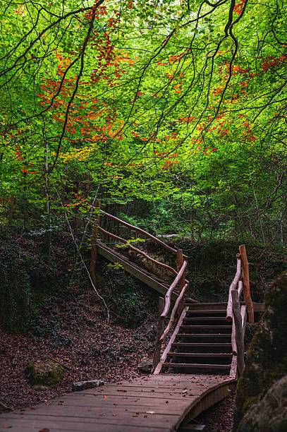 A wooden staircase winds through a lush forest filled with vivid green and orange autumn leaves. Natural light filters through the canopy, highlighting the rustic textures and creating a serene, atmospheric woodland scene ideal for travel, nature, and outdoor lifestyle themes.