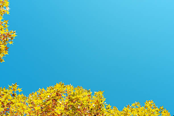 Yellow autumn leaves on the tree framing the sunny blue sky