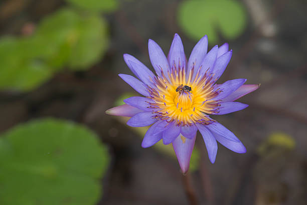 istock lotus in pond,purple water lilly 2250864145
