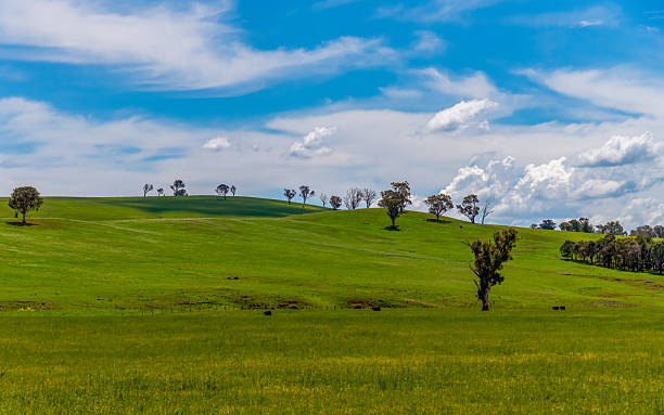 istock Fields and pastures around the Cowra region in Spring 2250868094