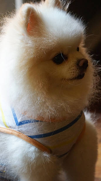 istock A puppy is sitting and waiting for its owner. 2250870852