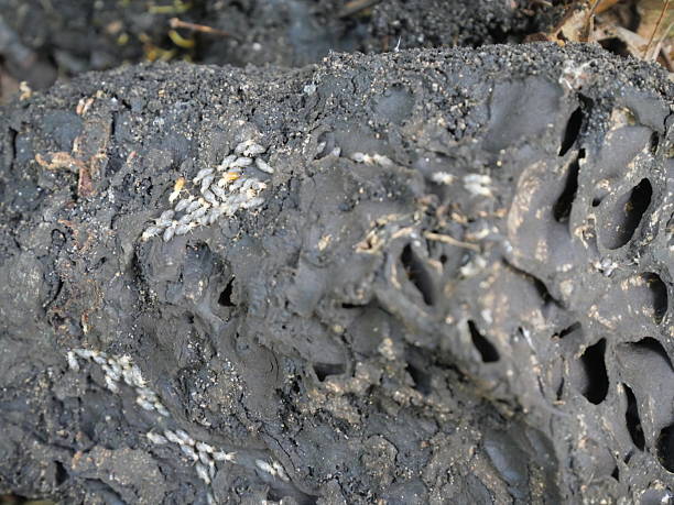 istock Termites are social insects 2250870943