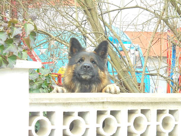 Close-up of a long-haired German Shepherd resting its paws on a white breeze-block garden wall, framed by bare branches and ivy with berries under overcast daylight, with blue and red yard structures.
