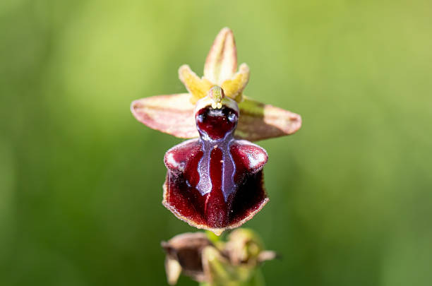 Eastern Spider Orchid (Ophrys mammosa) in natural habitat