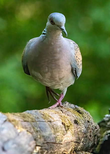 istock Turtle Dove in to the forest 2250881162