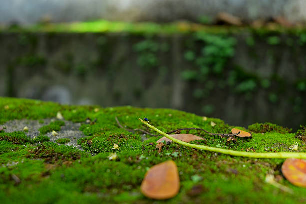 The moss species Physcomitrium patens has an extraordinary ability to survive in extreme conditions, including drastic temperature changes, radiation exposure, and very dry environments