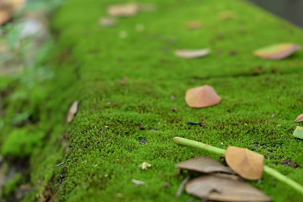 The moss species Physcomitrium patens has an extraordinary ability to survive in extreme conditions, including drastic temperature changes, radiation exposure, and very dry environments